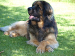 Zolo